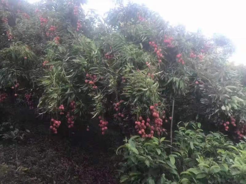 正规进口越南荔枝鲜里