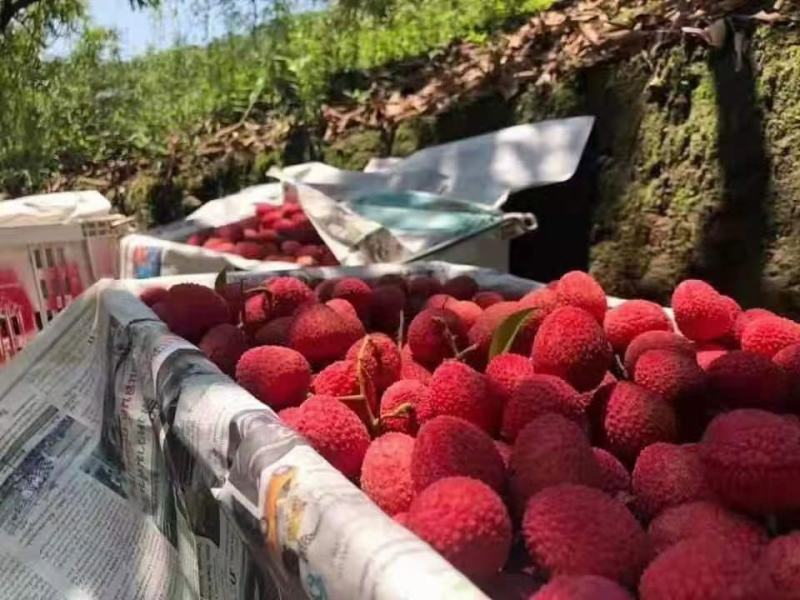 正规进口越南荔枝鲜里