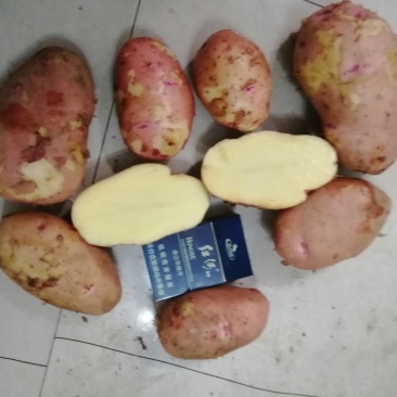 云南高原青薯九号红皮黄心