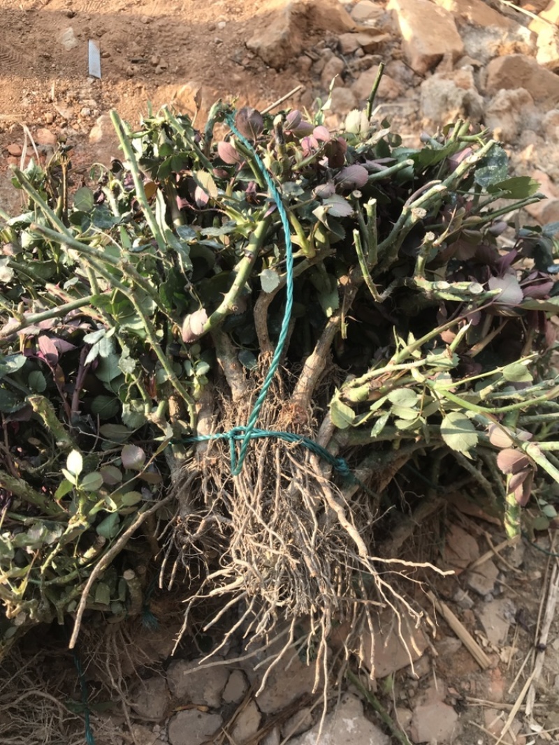基地直销各种品种月季
