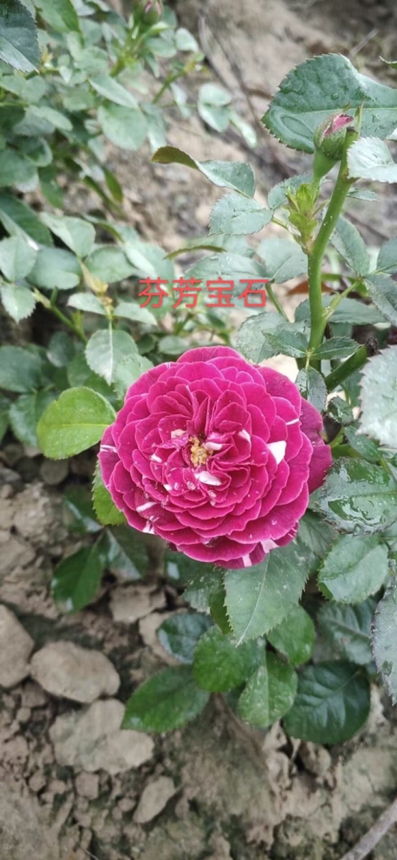 基地直销各种品种月季
