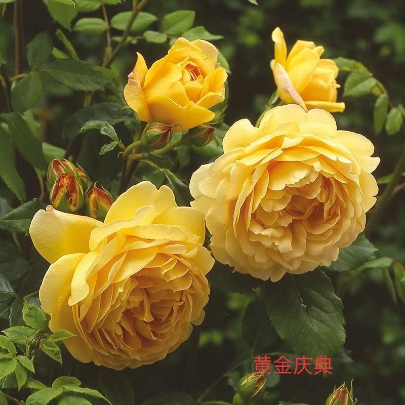 基地直销各种品种月季