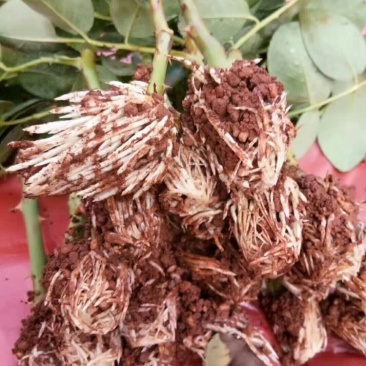 基地直销各种品种月季