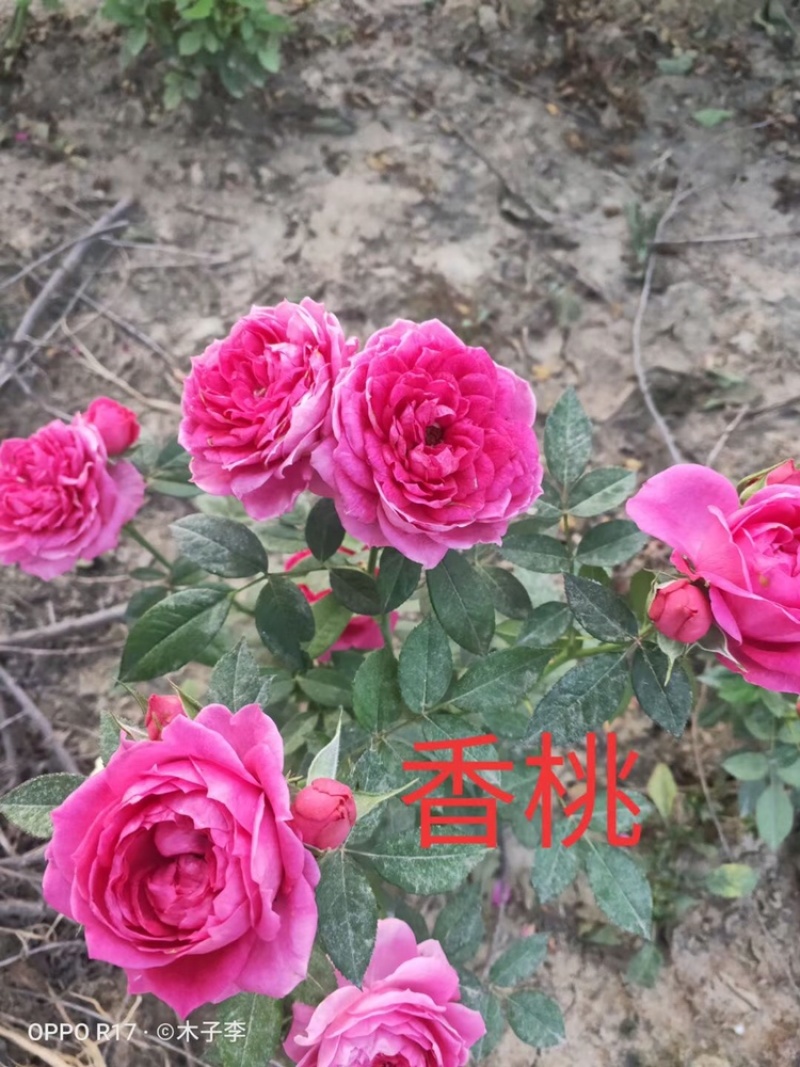 基地直销各种品种月季