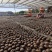 正宗新会陈皮、小青柑