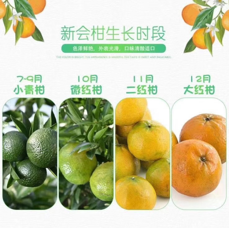 正宗新会陈皮、小青柑