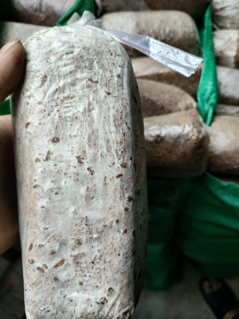 茯苓菌种粮食多分量足产量高质量保证大量收购鲜茯苓