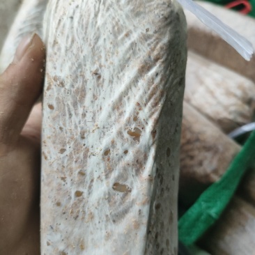 茯苓菌种粮食多分量足产量高质量保证大量收购鲜茯苓