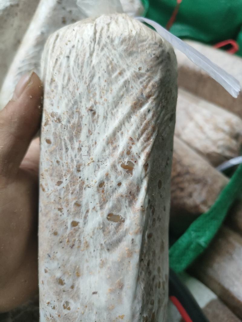 茯苓菌种粮食多分量足产量高质量保证大量收购鲜茯苓