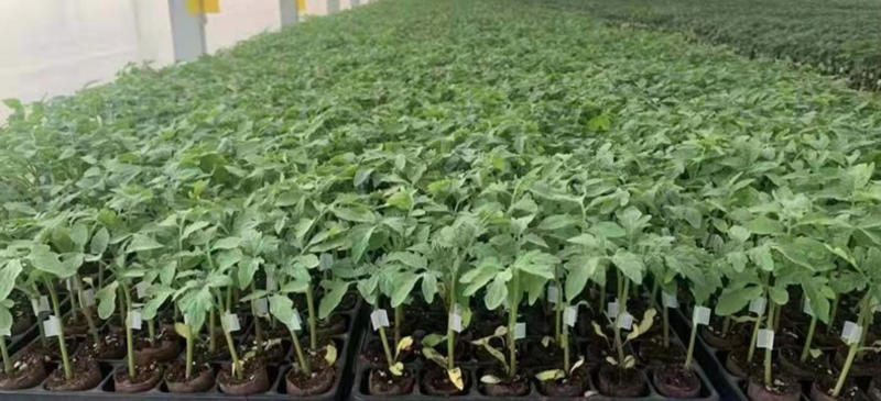 嫁接西红柿苗基地大量有货，穴盘培育根系发达产量高抗病耐热