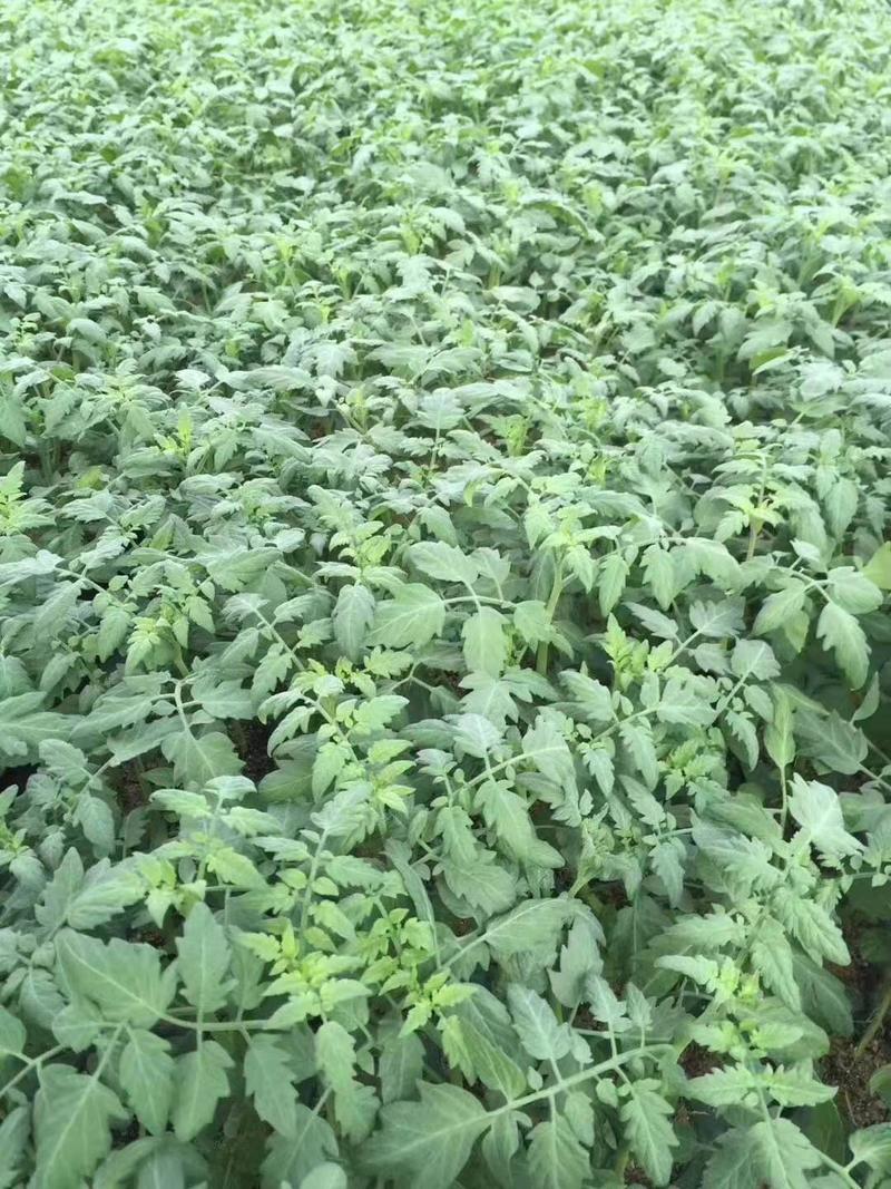 嫁接西红柿苗基地大量有货，穴盘培育根系发达产量高抗病耐热