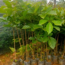 多花黄花风铃木