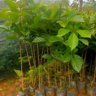 多花黄花风铃木