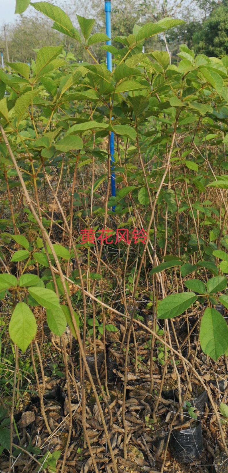 多花黄花风铃木