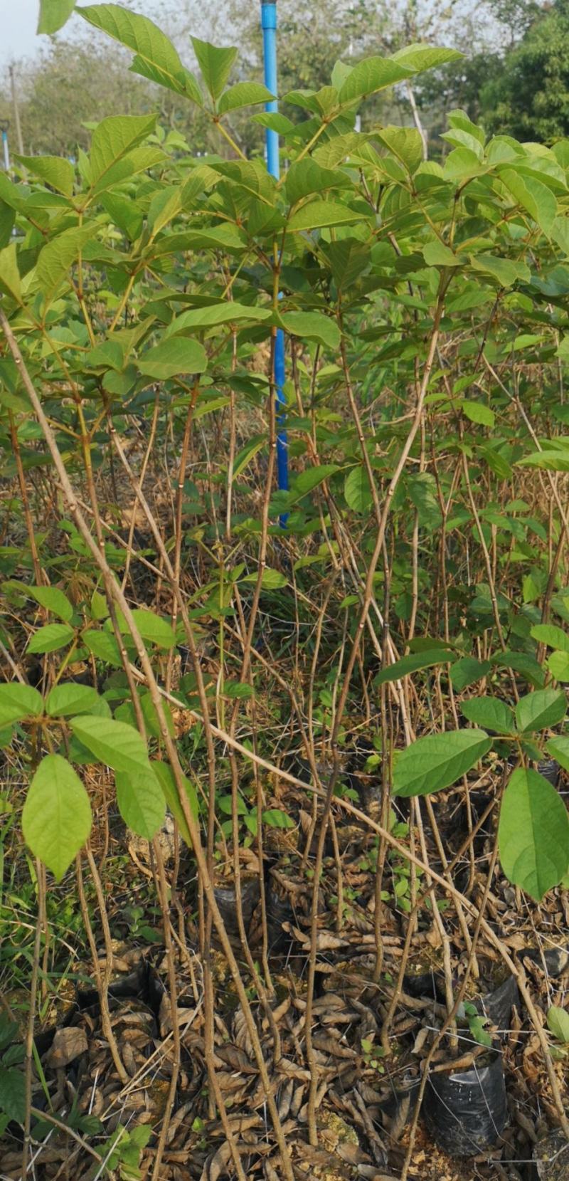 多花黄花风铃木