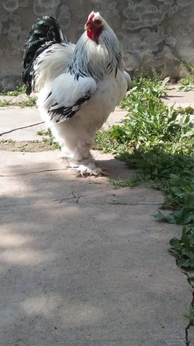 婆罗门