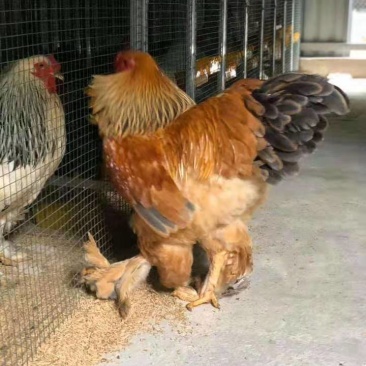 婆罗门
