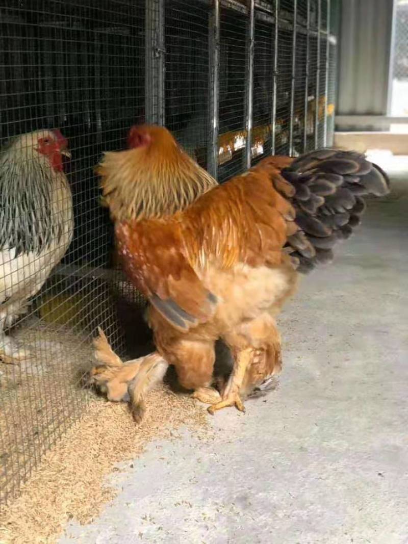 婆罗门