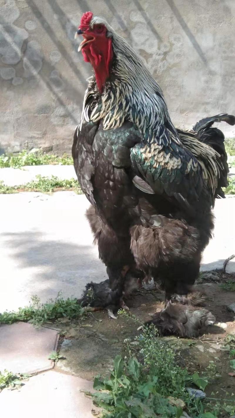 婆罗门