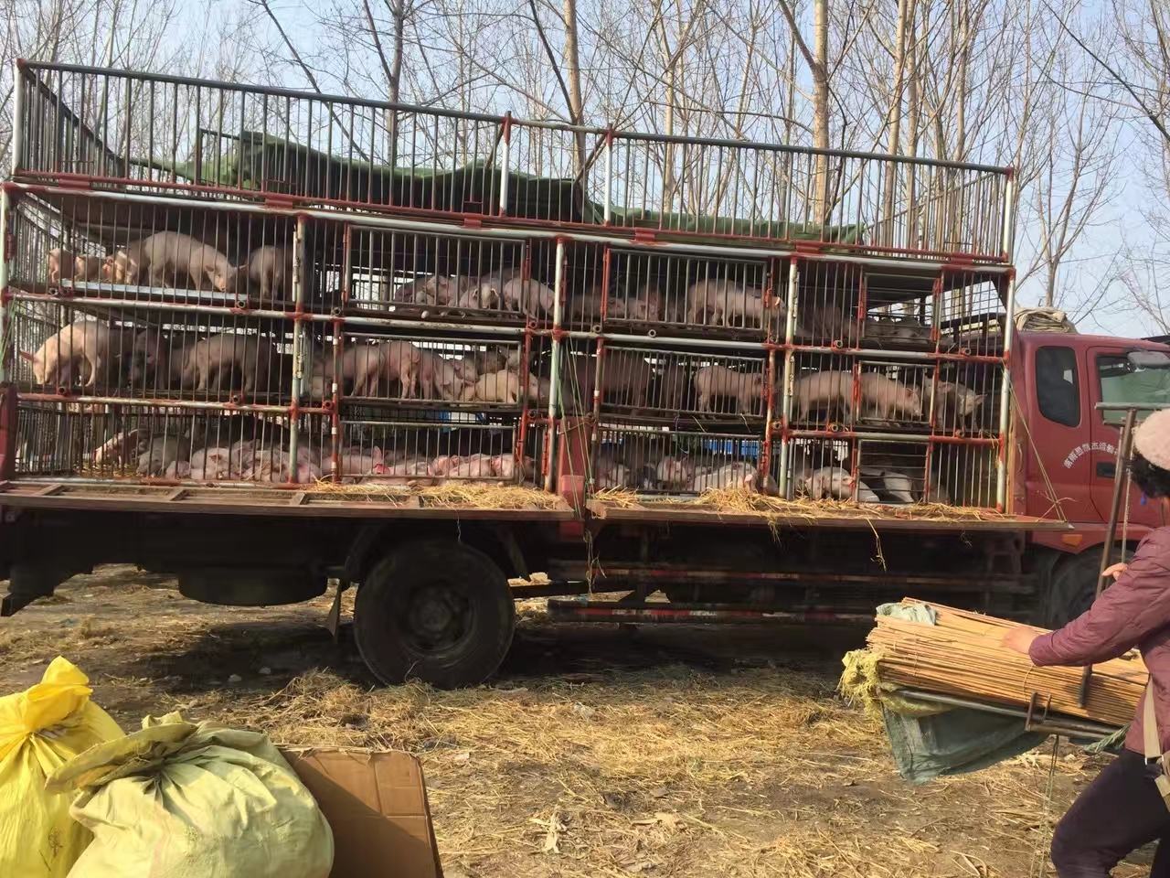 图中展示三元仔猪运输过程中,专业运输车辆正在进行装卸作业,工作人员佩戴防护装备确保运输安全 三元仔猪运输过程图