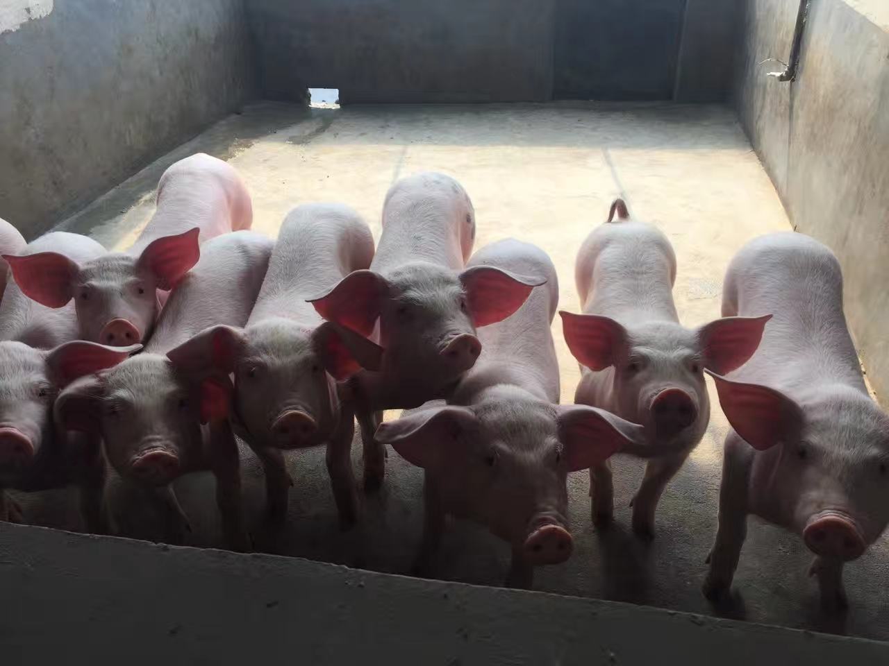 一群健康活泼的内三元小猪在现代化猪舍中活动,体形匀称,毛色光亮,背景为标准化养殖栏位和自动饮水系统 内三元小猪群体