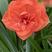 朱顶红组培苗接受预定，品种多、花色齐全、容易种植，回报高