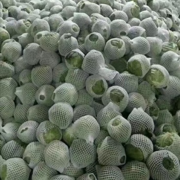 精品兰州货甘蓝大量有货，欢迎联系。欢迎全国市场的老板前来