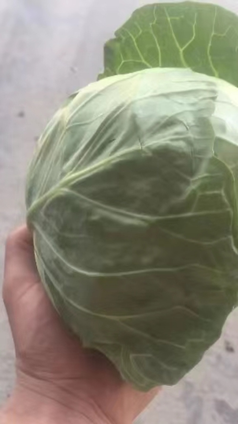 精品兰州货甘蓝大量有货，欢迎联系。欢迎全国市场的老板前来