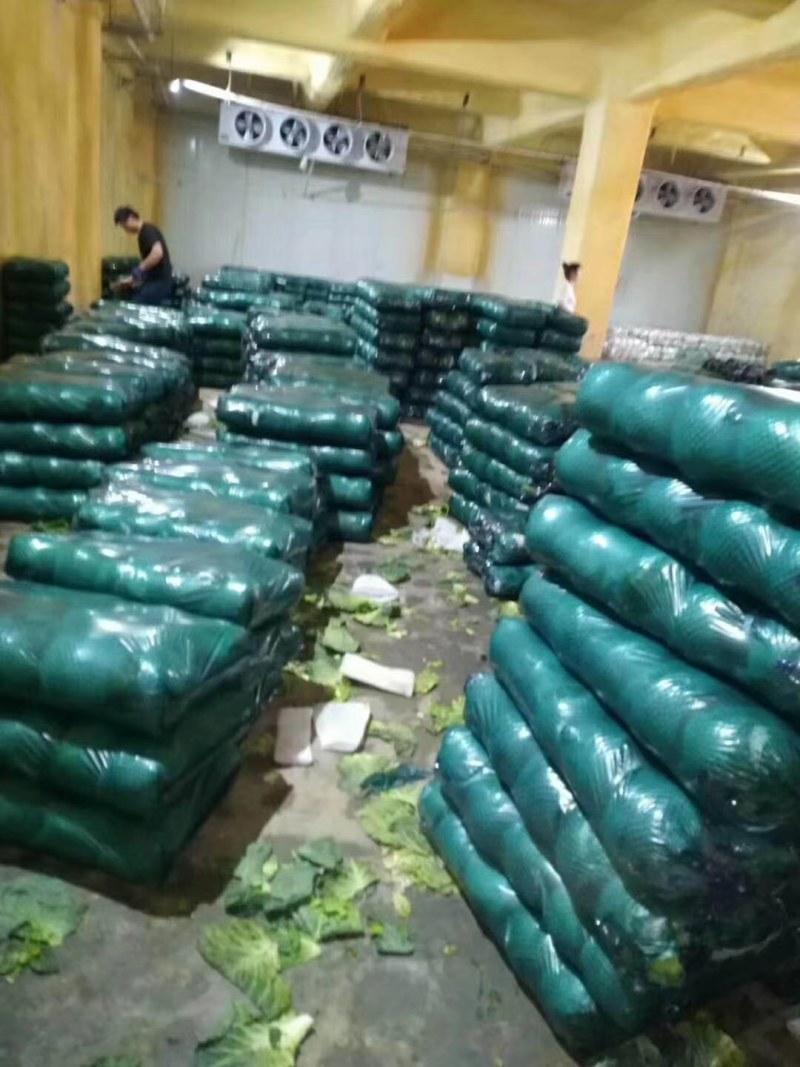 精品兰州货甘蓝大量有货，欢迎联系。欢迎全国市场的老板前来