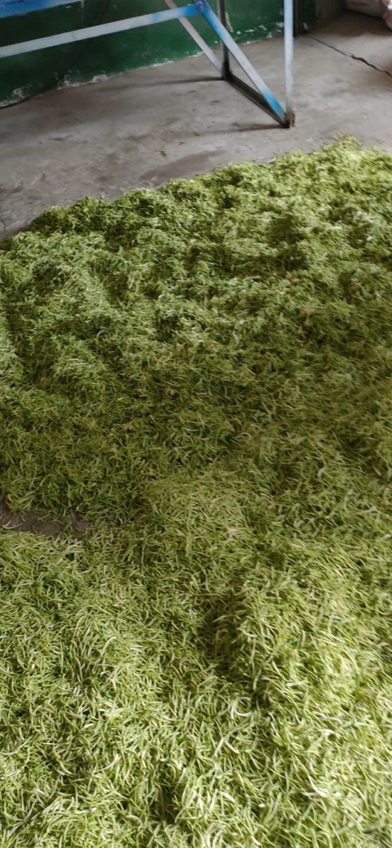 湖北四季金银花，干金银花各种等级金银花2021年新季干货