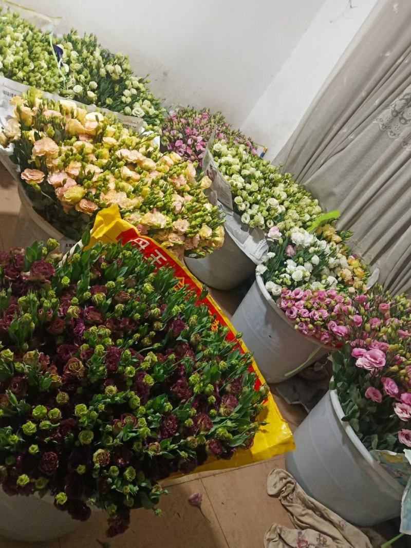 白色洋桔梗鲜切花云南昆明斗南基地直发批发商花店摆地摊专区