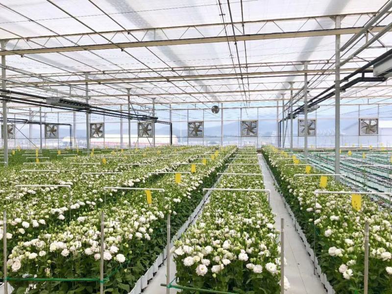 白色洋桔梗鲜切花云南昆明斗南基地直发批发商花店摆地摊专区