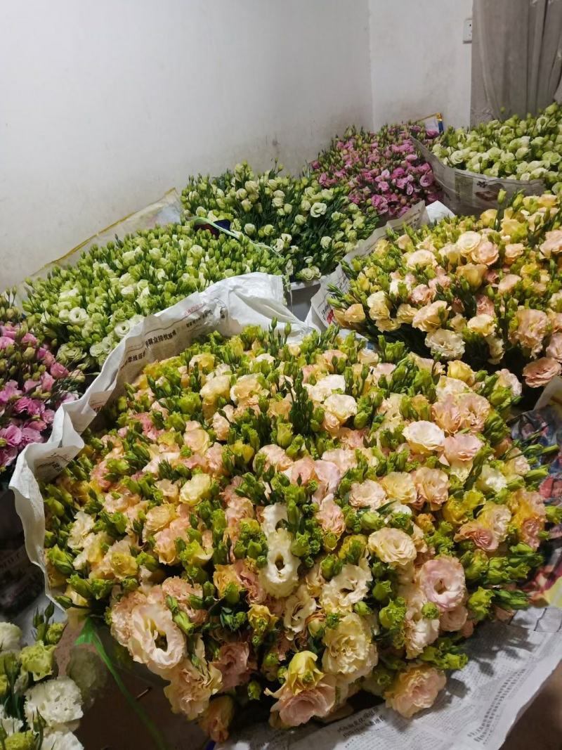 白色洋桔梗鲜切花云南昆明斗南基地直发批发商花店摆地摊专区