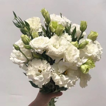 洋桔梗白色3扎并1扎8-9支中通冷链包邮家庭插花每周一花