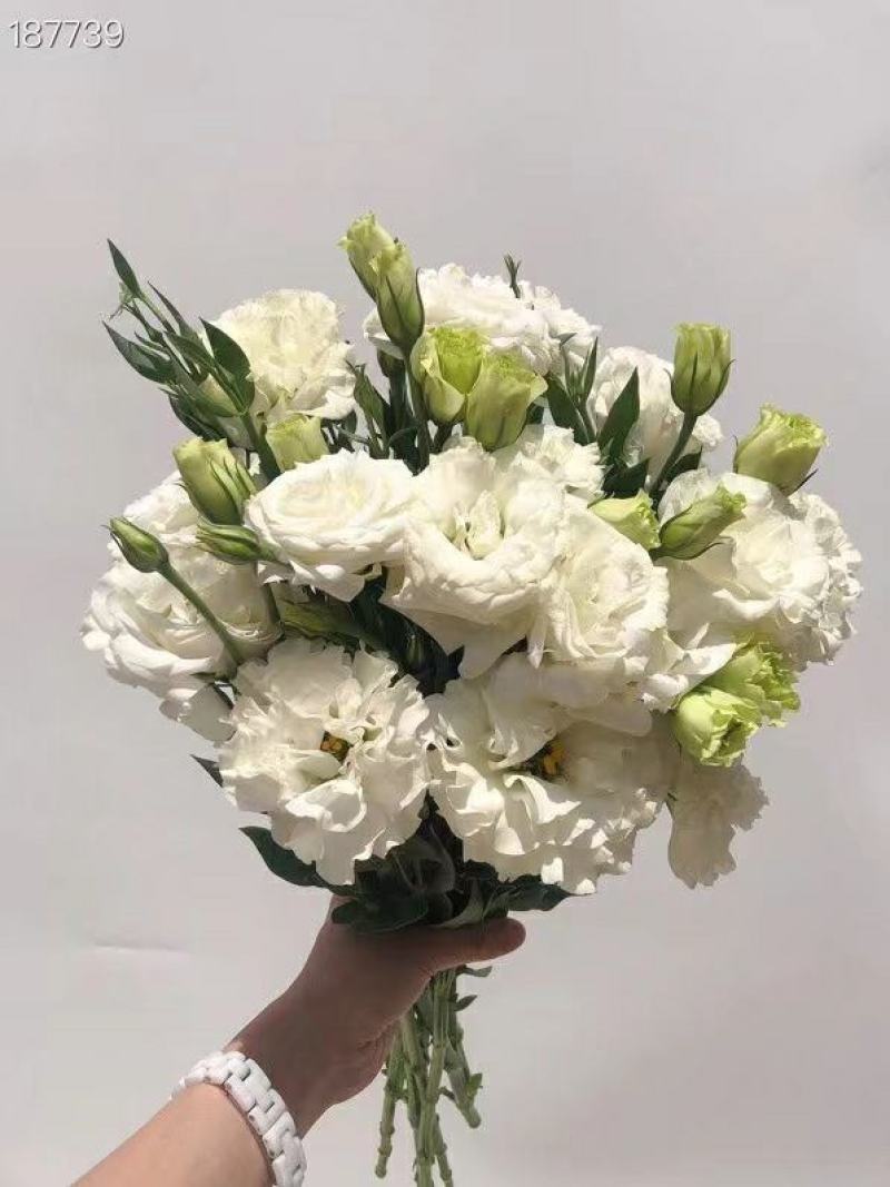 洋桔梗白色3扎并1扎8-9支中通冷链包邮家庭插花每周一花
