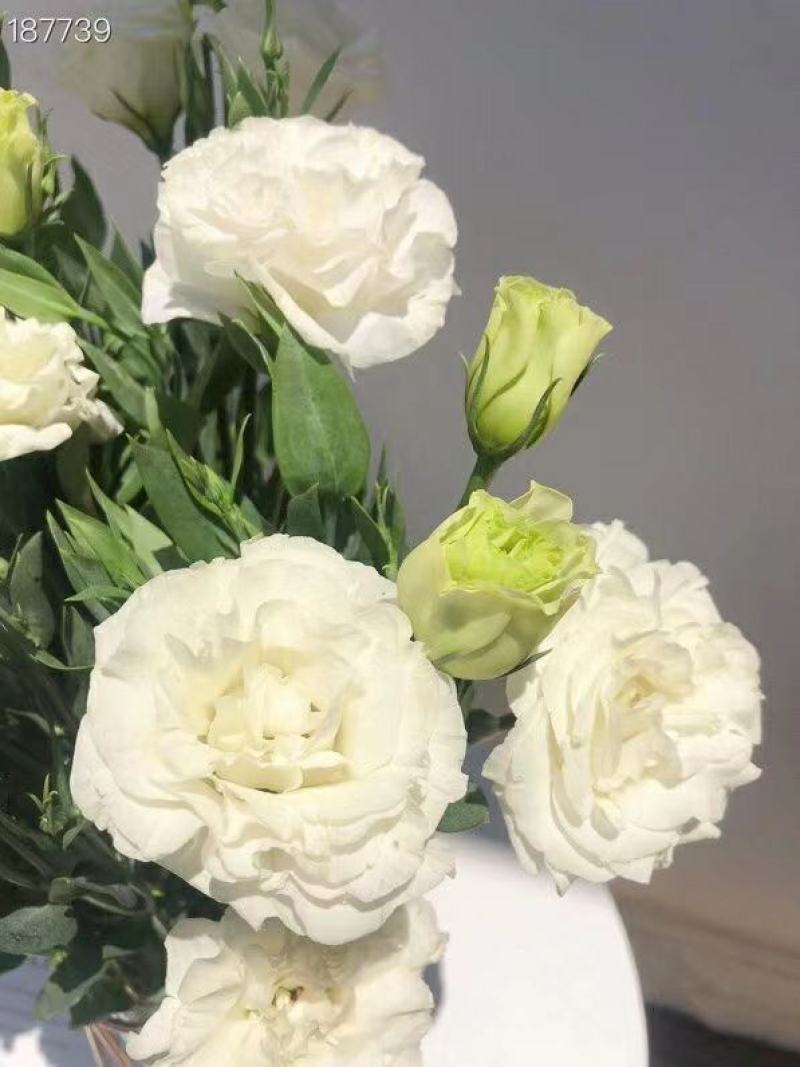 洋桔梗白色3扎并1扎8-9支中通冷链包邮家庭插花每周一花