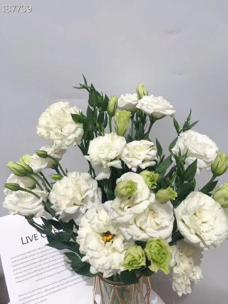 洋桔梗白色3扎并1扎8-9支中通冷链包邮家庭插花每周一花