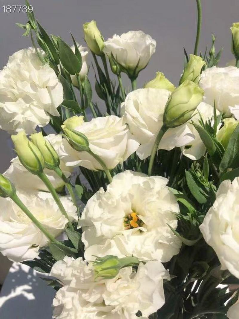 洋桔梗白色3扎并1扎8-9支中通冷链包邮家庭插花每周一花
