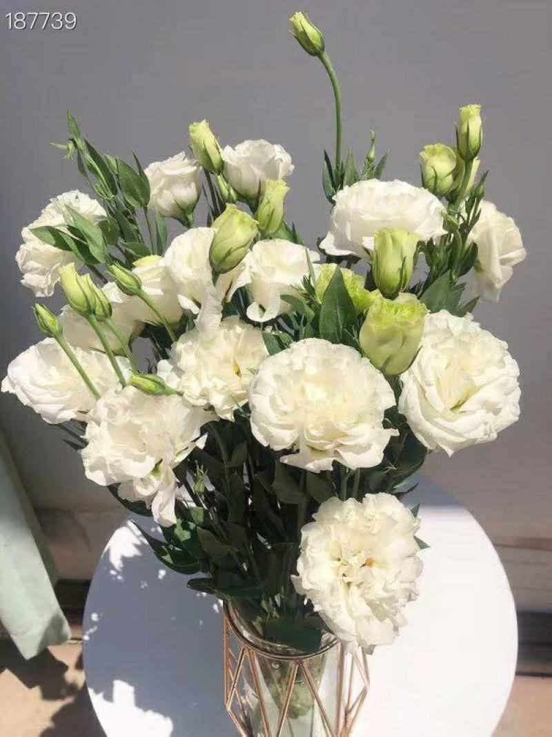 洋桔梗白色3扎并1扎8-9支中通冷链包邮家庭插花每周一花