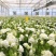 洋桔梗白色3扎并1扎8-9支中通冷链包邮家庭插花每周一花