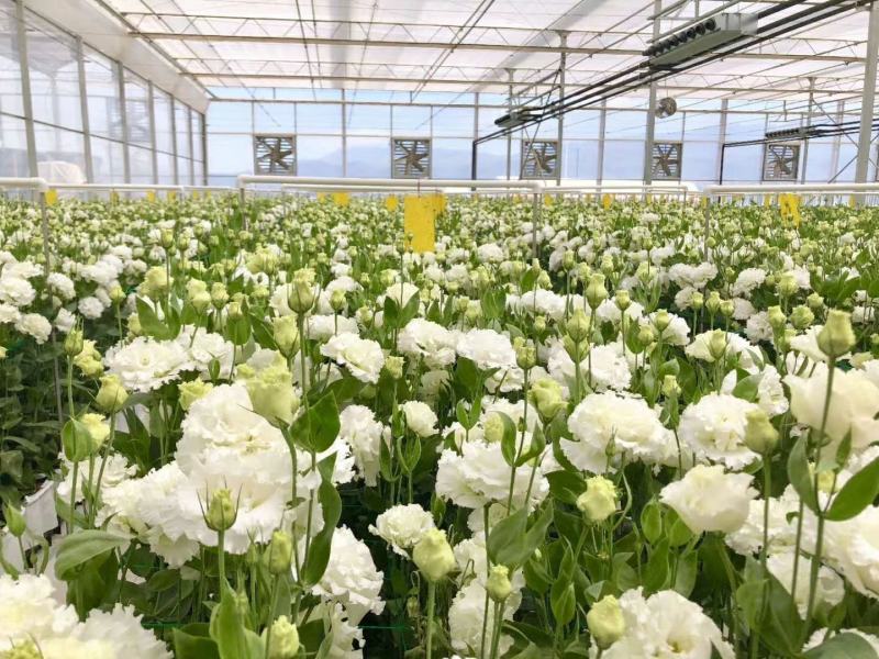 洋桔梗白色3扎并1扎8-9支中通冷链包邮家庭插花每周一花