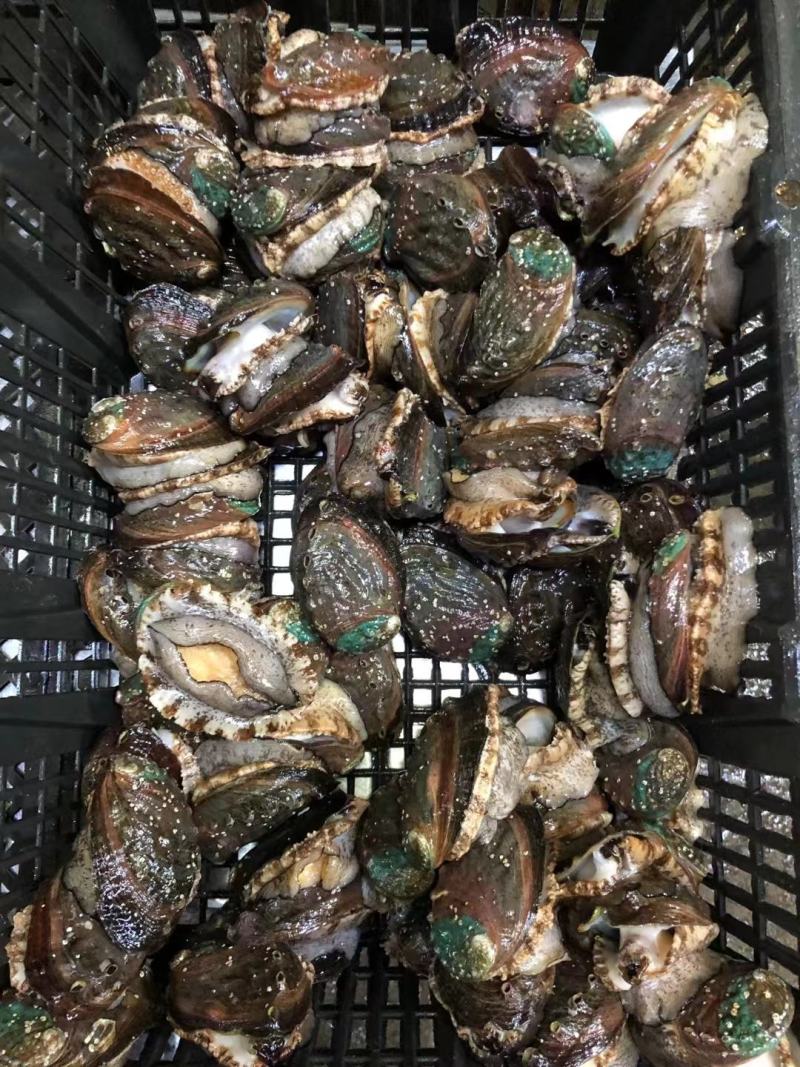 鲍鱼