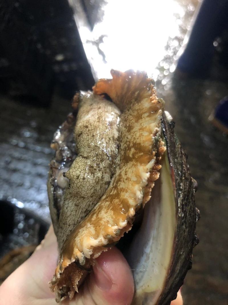 鲍鱼