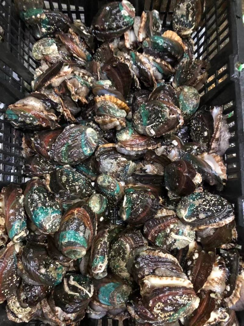 鲍鱼