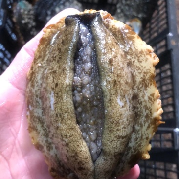 鲍鱼