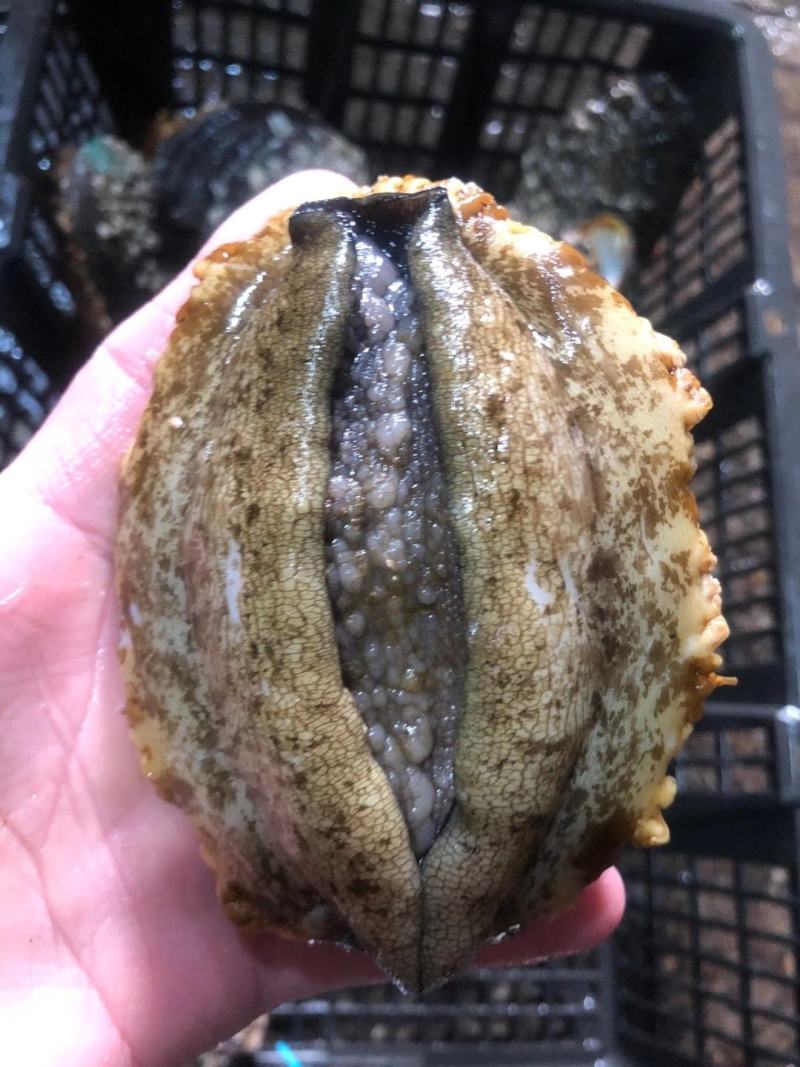 鲍鱼