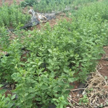 自己生产菜用枸杞尖种植多年，一件泡沫箱加冰空运