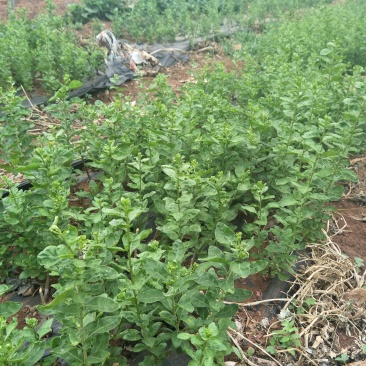 自己生产菜用枸杞尖种植多年，一件代发泡沫箱加冰空运