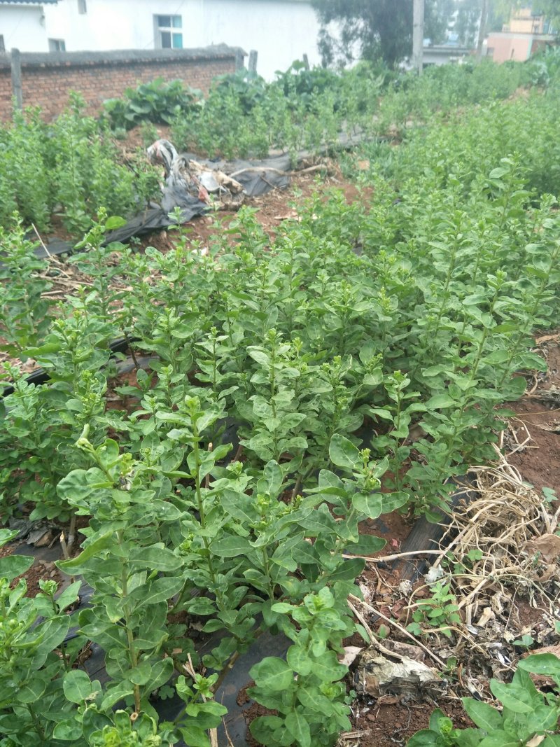 自己生产菜用枸杞尖种植多年，一件代发泡沫箱加冰空运