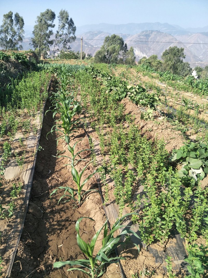 自己生产菜用枸杞尖种植多年，一件代发泡沫箱加冰空运